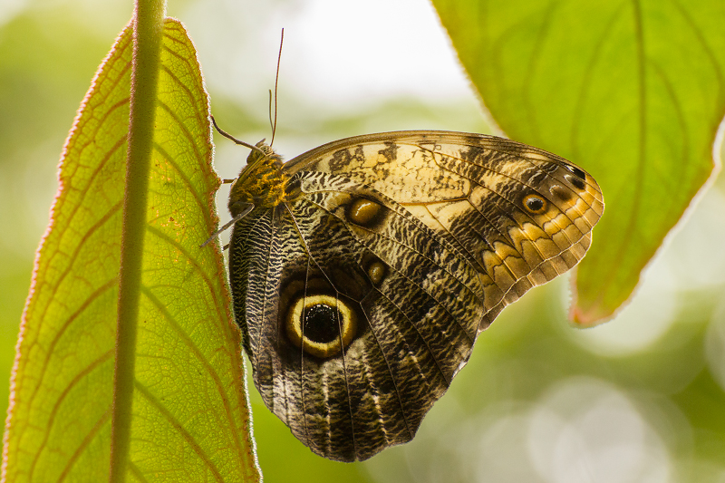 Eryphanis polyxena