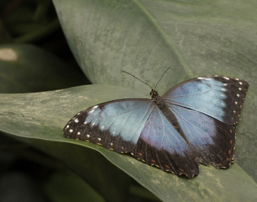 Fata Morgana - Tropičtí motýli